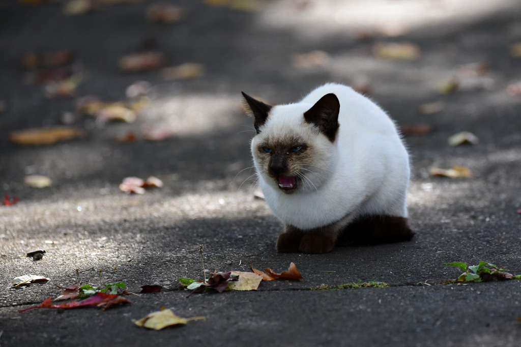 迷子の子猫