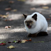 迷子の子猫