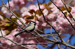 四重の桜 -シジュウノサクラ-