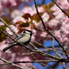 四重の桜 -シジュウノサクラ-