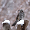 雪舞う庭に