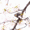 また来たの  -ヒヨドリと桜-