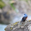 磯が似合う青い鳥