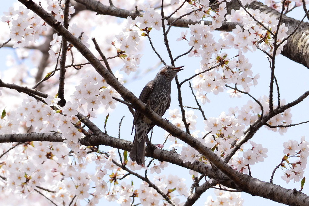 桜まつり