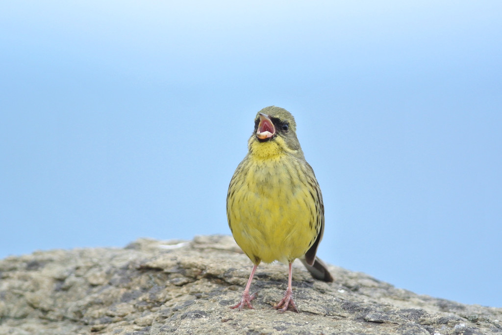 歌うたいのバラッド♪