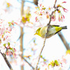 桜に誘われて