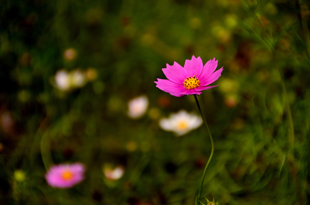 秋桜