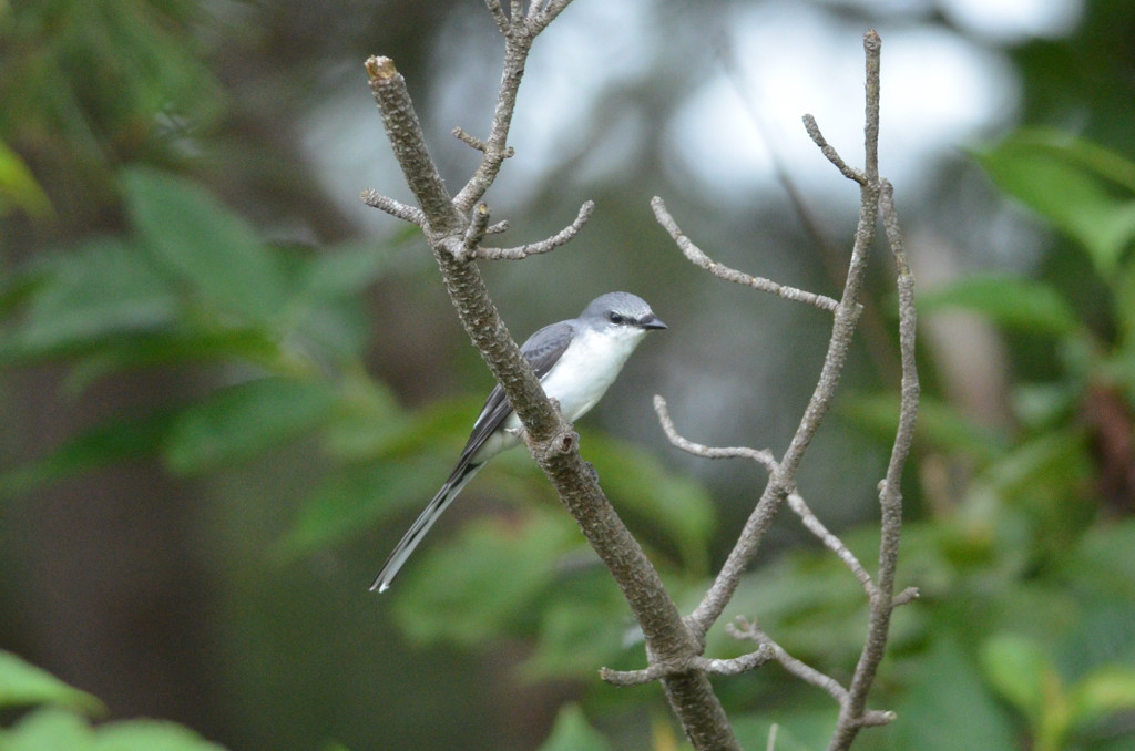 この鳥はなんでしょうか？（その２）