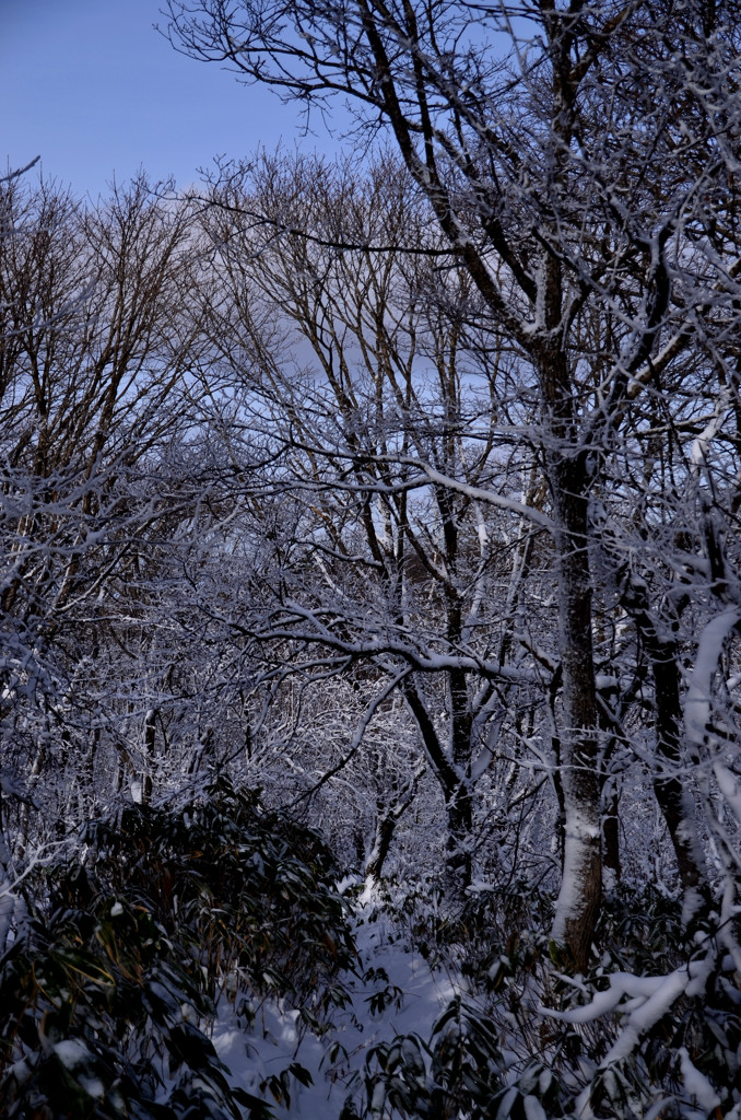 冬の登山道