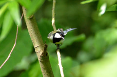 シジュウカラ!(八合目)