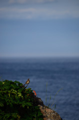 雨上がりの海と鳥