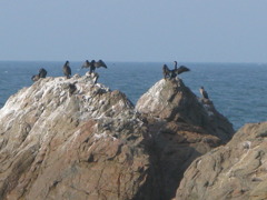 ウミウ