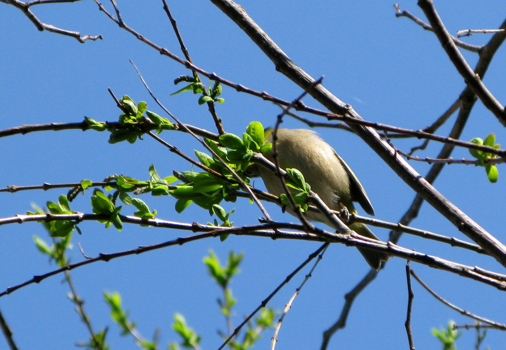 メジロのメ・・・