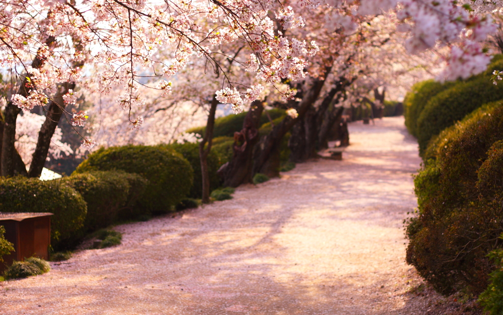 上も下も桜色