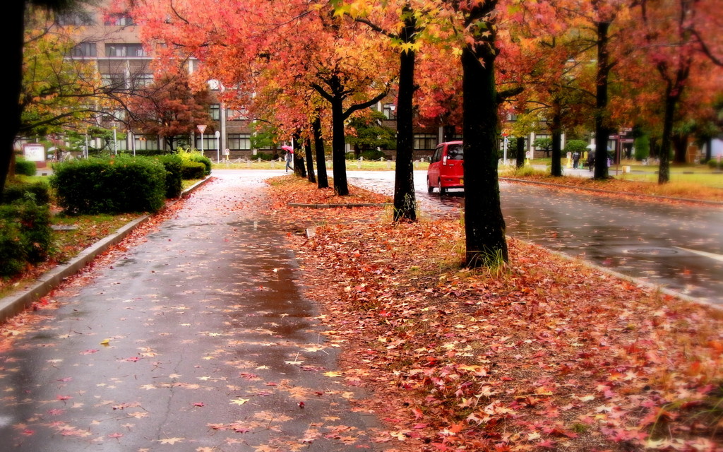 大学　図書館前の道