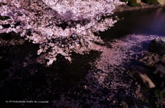 花の浮き橋