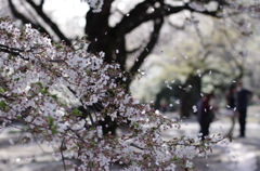 零れ桜