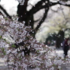 零れ桜