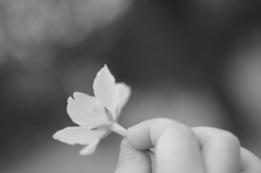 luce