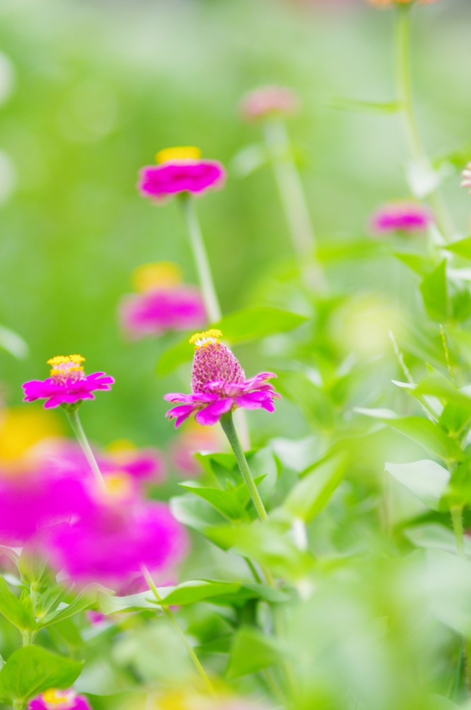 花に囲まれて②