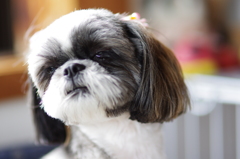 coco1
