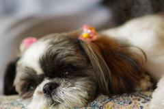coco2