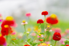 花に囲まれて①