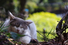 おひるねこ