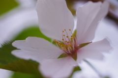 sakura midori