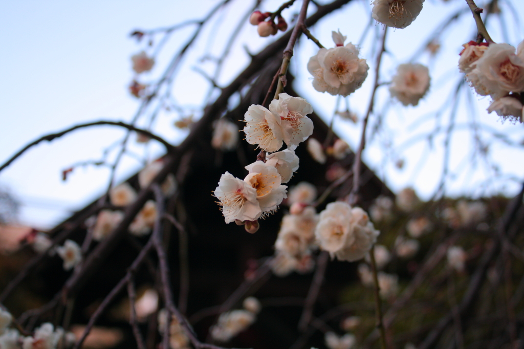 高幡不動尊の梅