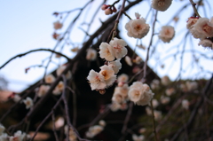 高幡不動尊の梅