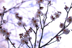 百草園の梅その２