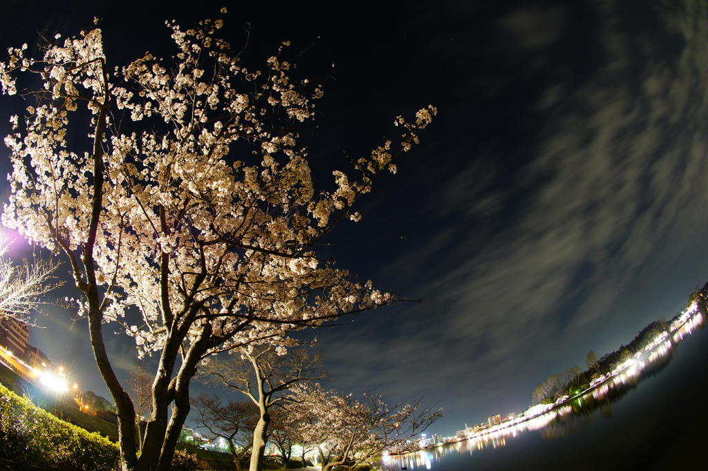 夜桜