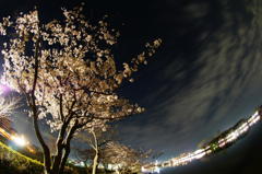 夜桜