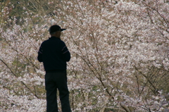 桜の中に佇む
