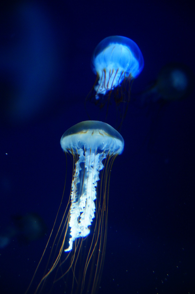 宇宙