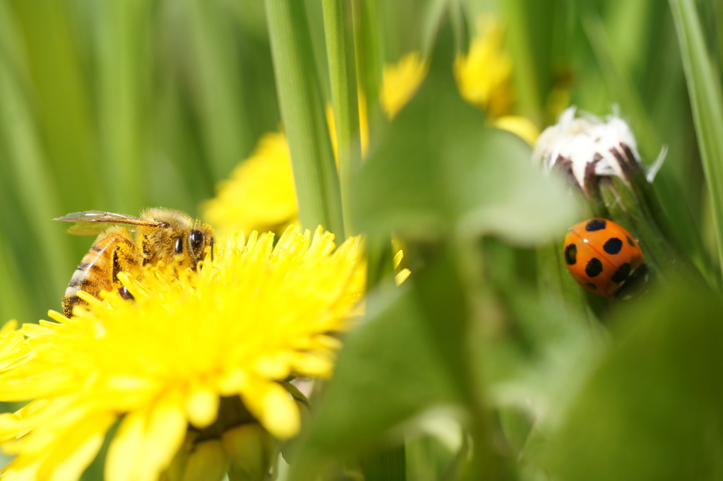 honybee　＆　ladybird