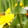 honybee　＆　ladybird