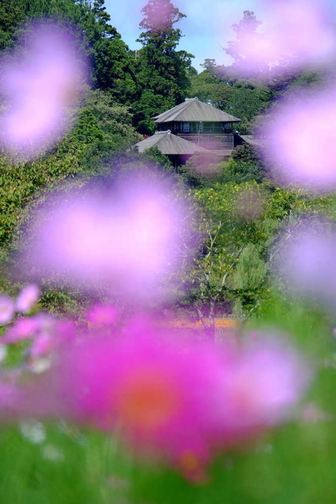 秋の偕楽園