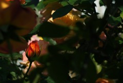 蕾