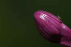 erotic
