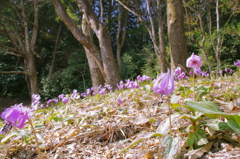 花園