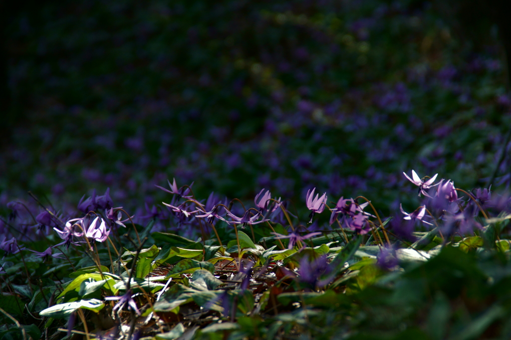 花の舞台