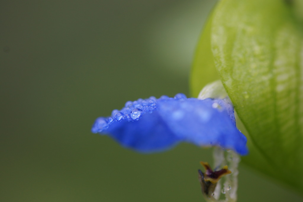 rain-doropｓ