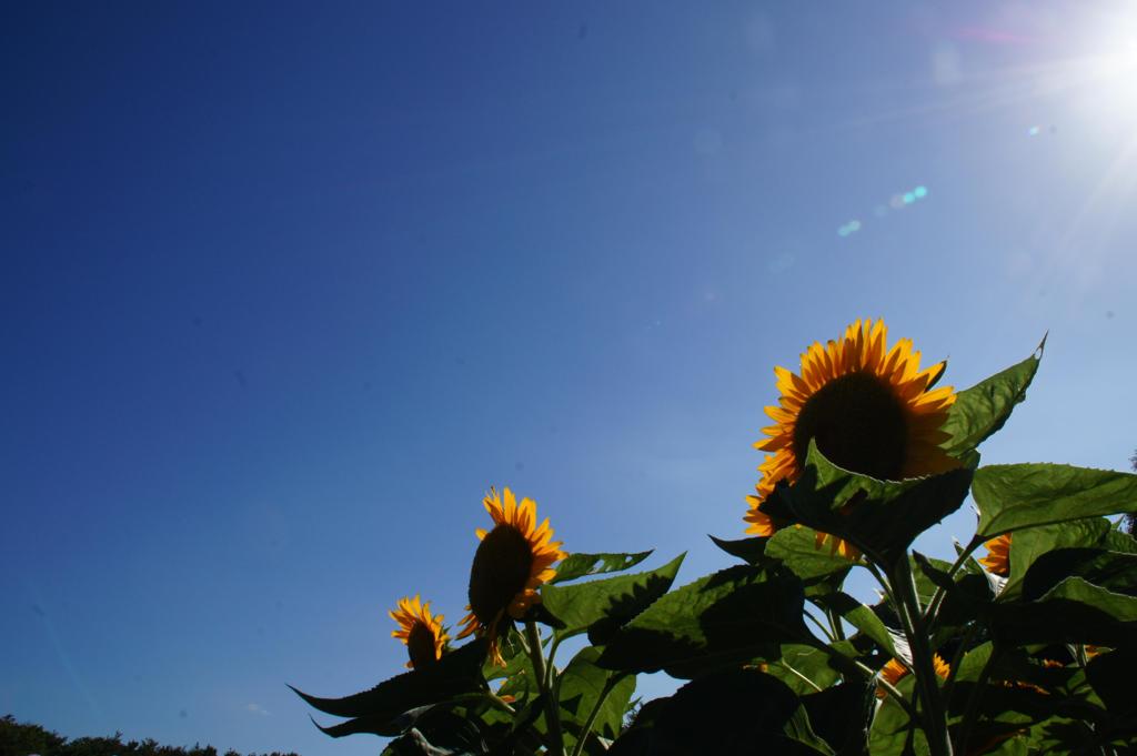 夏