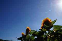 夏