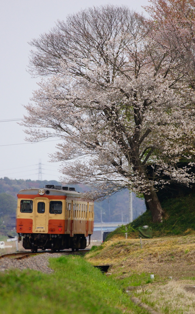 サクラ咲く日に