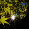 晩秋の光