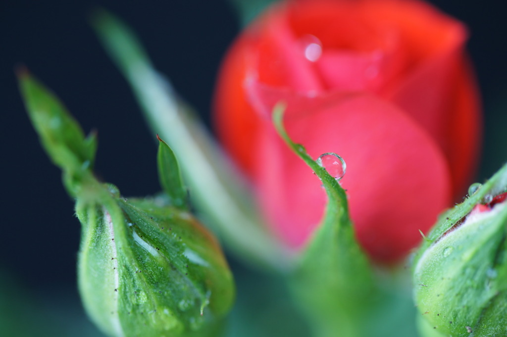 主役の薔薇が素敵でも、脇役の水玉に目が行くの