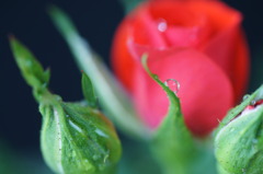 主役の薔薇が素敵でも、脇役の水玉に目が行くの